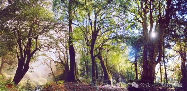 临沧凤庆上榜《纽约时报》2026年“52个最值得去的地方”