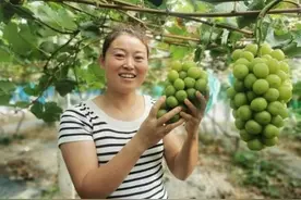 五河县大新镇：阳光玫瑰“葡”写乡村致富路图片