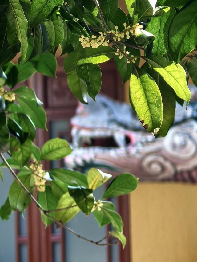 晚潮｜桂语幽境