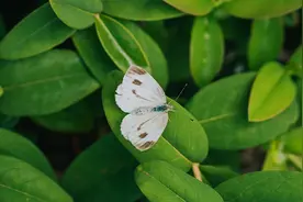 树叶上的小蝴蝶图片