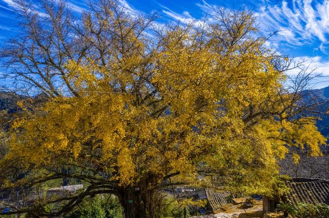 雷山:千年银杏染初冬 古寨“换装”引客来