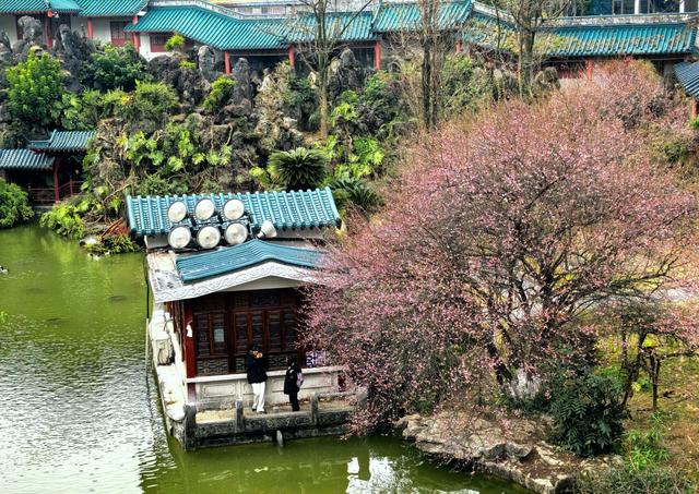 桂林的“限定浪漫”已上线！满城梅花绽放，花期持续至春节！