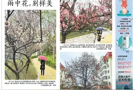 蓓蕾初绽！北宅樱桃花将次第开放，赏樱地图每日更新发布图片