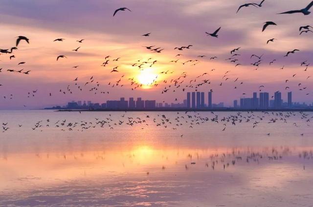 南海新区：天鹅归来鸟儿聚 生态美景入画来