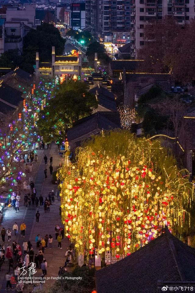 门东新“顶流”！一棵美到让全南京排队围观的树！