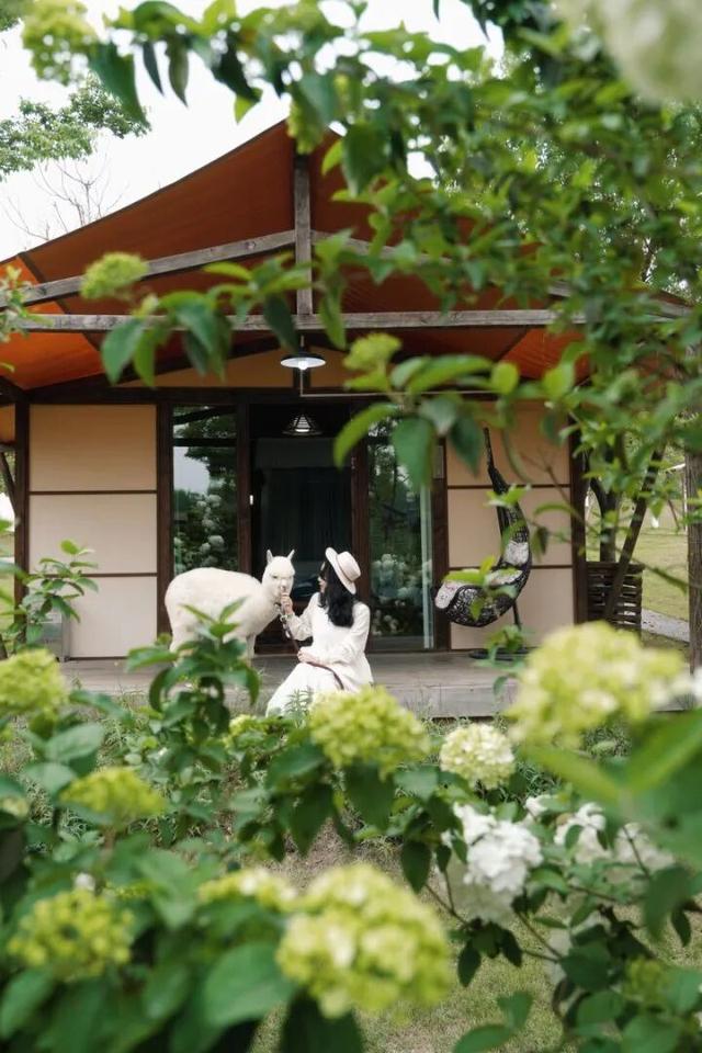 免费大放送，100间熊猫家园主题民宿酒店房间来袭