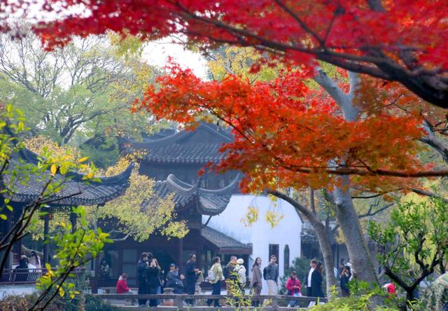 江苏苏州：拙政园“枫”景醉游人