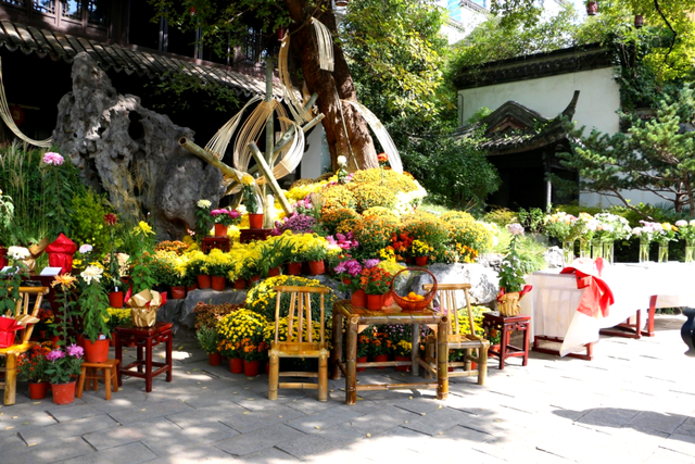 秦淮花事 | 甘熙宅第赏菊正当时（文末有彩蛋）