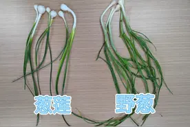 吃了一盘“香葱”炒蛋，夫妻双双进了医院！医生提醒：踏春“打野”，尝鲜莫尝“险”图片