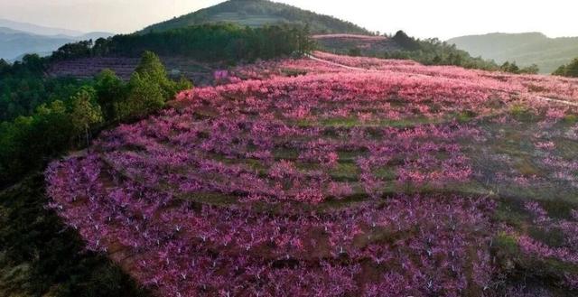 楚雄春日野趣地图上线！每一处都想立刻出发