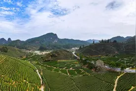 心随茶舞，武夷山茶园风光惹人醉｜新黄河镜相图片