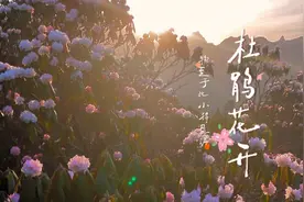 【甘快看】小满时节花满山 雷古山千年杜鹃绽放迎来一年中最盛大的“花事”图片
