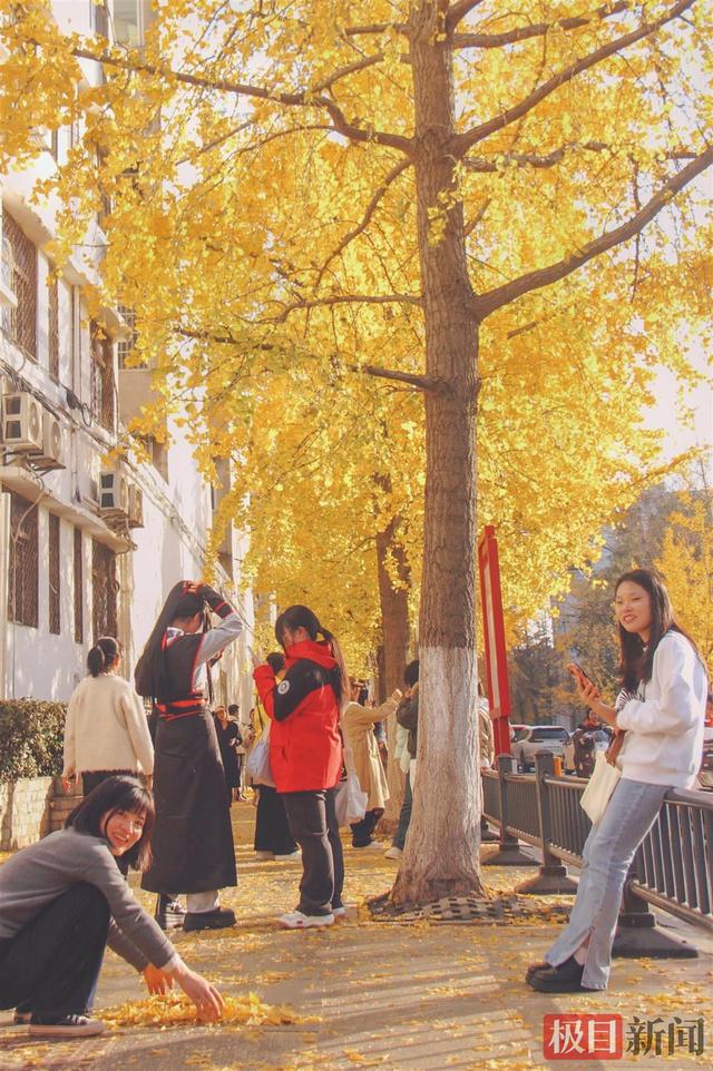 湖北荆州：闹市中藏着“银杏谷”