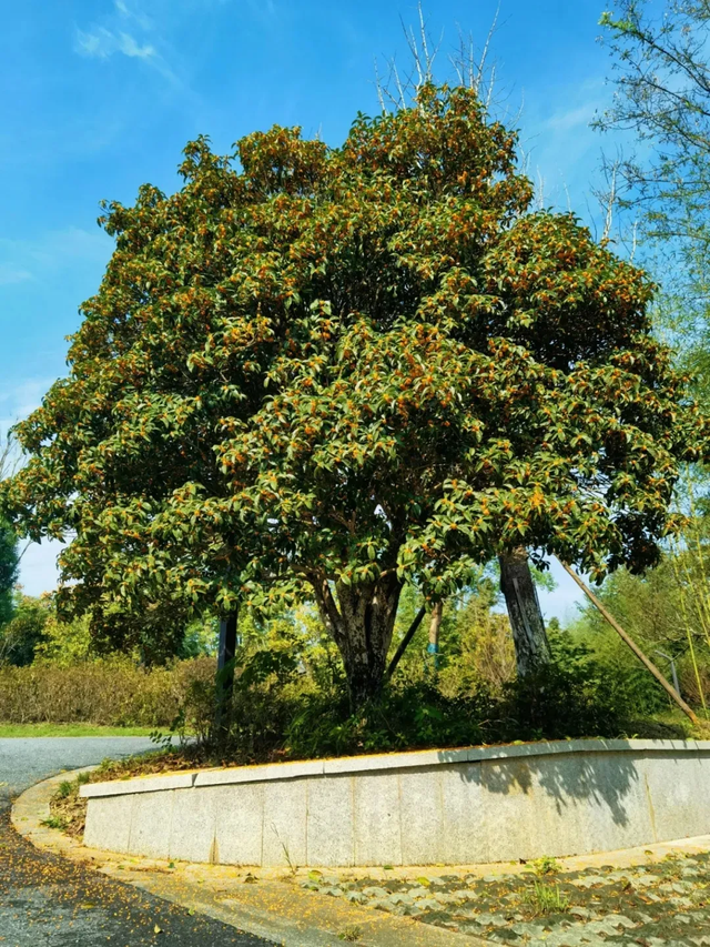 如果你要写溧水的秋天……（文末有福利）