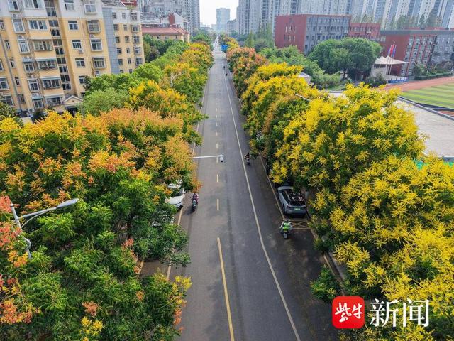 花容悦貌｜美！南京浦口“栾树大道”秋色藏不住