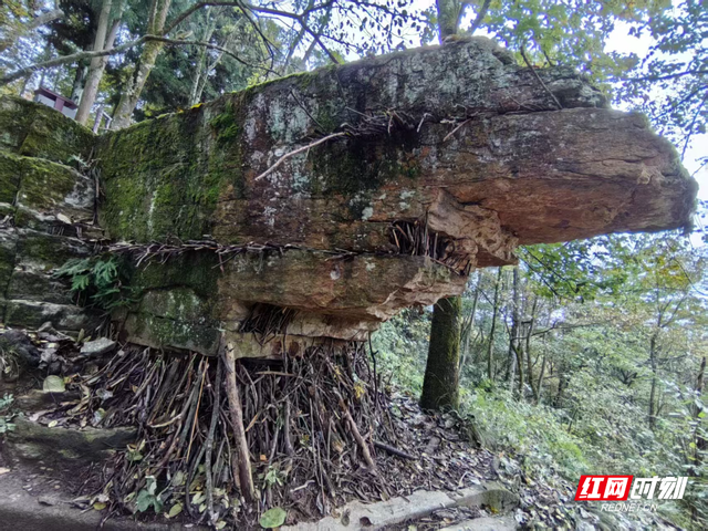 诗意对话奇峰 创意点亮山水：张家界国家森林公园上演“借位创意”互动新风尚