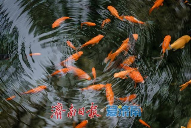 一年四季 泉在济南丨雨后黑虎泉畔，市民取水赏景尽享清凉