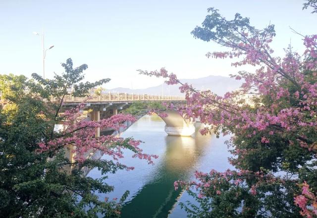 融江河畔“美人树”盛放 粉妆冬日添浪漫