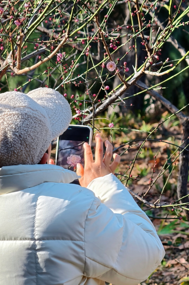 快出门！今年梅花开好啦，就是这么早！