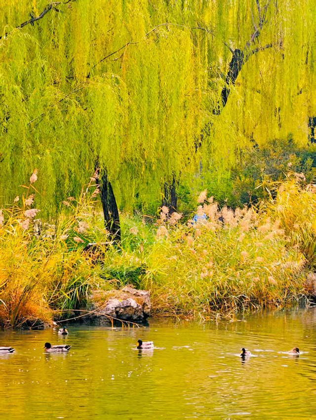 层林尽染时，邂逅北京的秋日斑斓