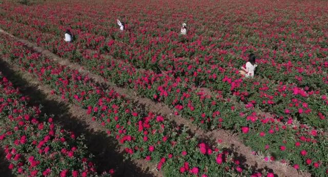 一巷千年韵，半庭旅居诗 | 四季康养·旅居楚雄