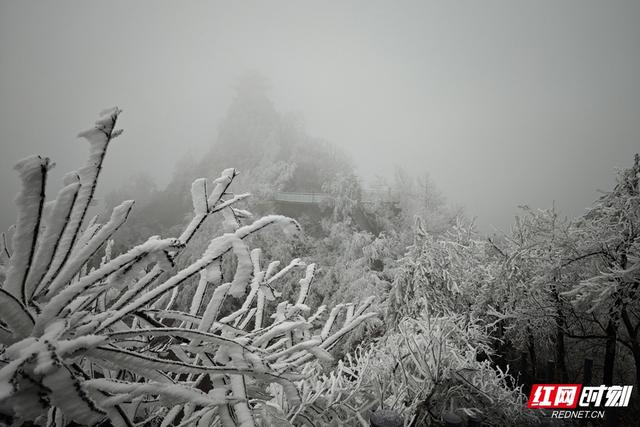 组图丨琼枝玉树映飞山 靖州雾凇绘就冬日诗画