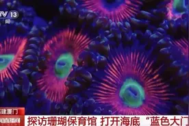 是动物还是植物？关于珊瑚的这些知识了解一下图片