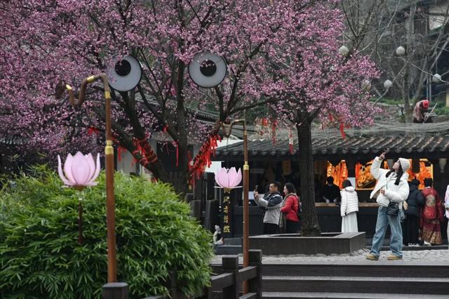 江西铅山：葛仙村两千株梅花已盛开