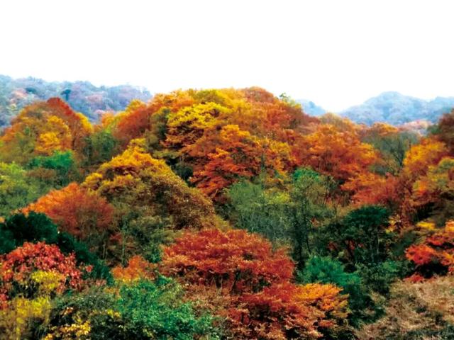 高铁直达的红叶观赏地，迎来“年度高光”！