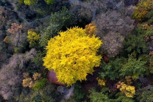畅游青岛 文明相伴｜2025崂山赏秋地图发布，秋韵“大片”绝美上映！
