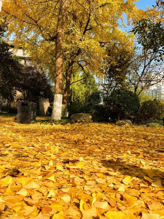 静候碑林“满眼金黄”！提前收藏这5个银杏打卡点，出片率100%