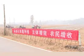 红安县：“双薯”种植亩产量亩产值双过万图片