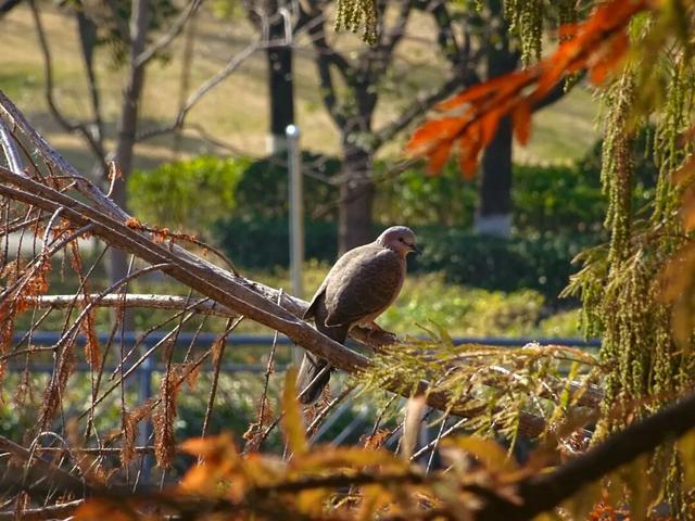 别宅啦！闵行的冬日浪漫，从艺术馆到公园都给你安排好了→