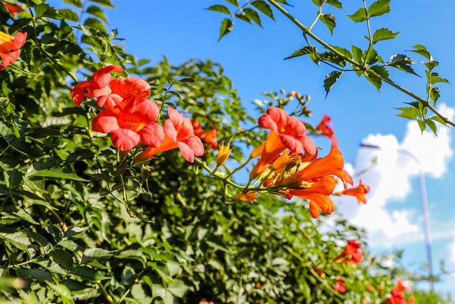 花开四季扮靓城市环线，古城武昌变身“花都”