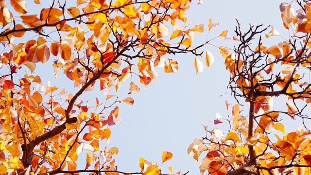 醉美金秋！一起邂逅什川古梨园的百年浪漫！