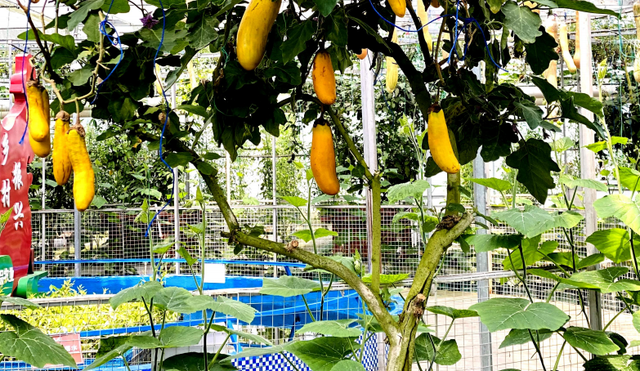 @镇海家长，溜娃好去处！秋假的宝藏路线有……