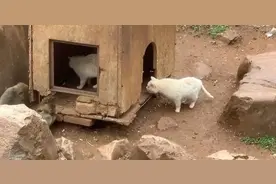 “猫猴共处”风波中的昆明动物园：曾有女童与老虎合影时被咬死图片