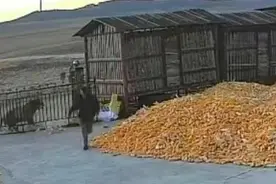 马上评｜老虎又进村了，人虎共存的理想状态是什么？图片