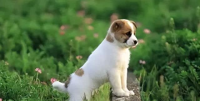 狗狗迷路怎么办？6个常见藏身之地与防走失的方法