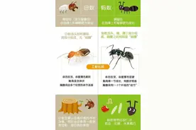 它们飞起来了！如何防治看过来图片