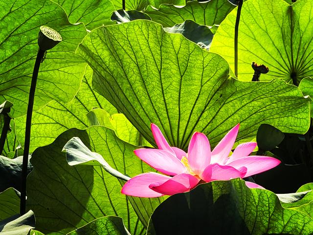 北京西海湿地公园晚荷美丽如画卷