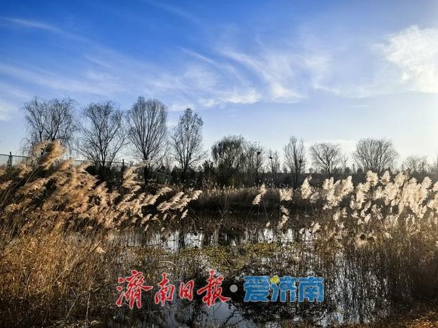 风过苇梢，湖映冬阳 济西湿地的冬日限定美好