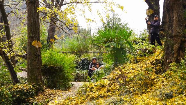 山村尽带黄金甲 古树银杏醉妥乐