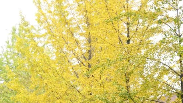 银杏大道迎来最佳观赏季