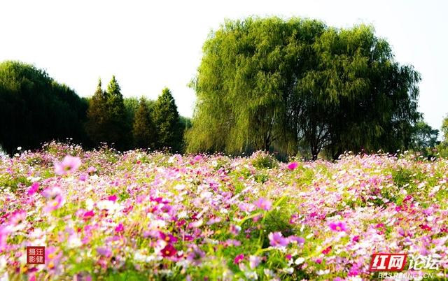 秋游时刻丨在安乡书院洲，被格桑花海和柳林清风彻底治愈了