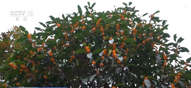 特色“秋日颜值”转化为“文旅产值” 各地“赏秋经济”热力十足