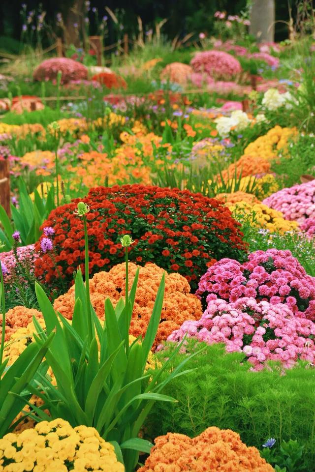 行摄 | 美爆了！秋日花海，限时上映