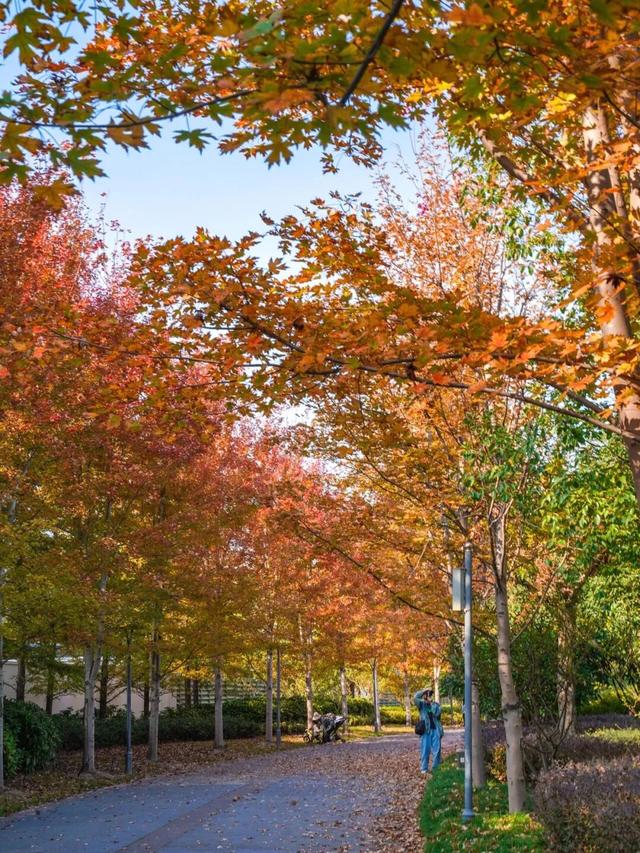 红叶+落日！深秋限定！用一下午时间感受河畔最美秋色