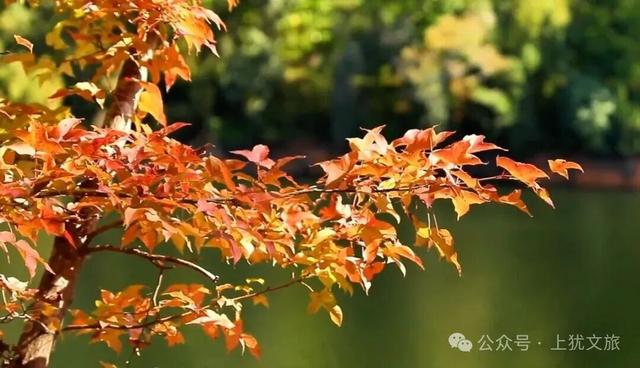 阳明湖最新“枫”情预告