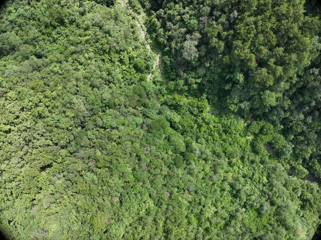 保康县：绿遍山原 林翠满川